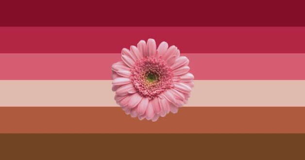 Chrysanthemum Transmasc Chrysanthemum Transmasc